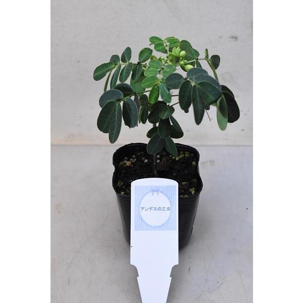 カッシア アンデスの乙女 苗木 3号ポット 4456 金井園芸 通販 Yahoo ショッピング