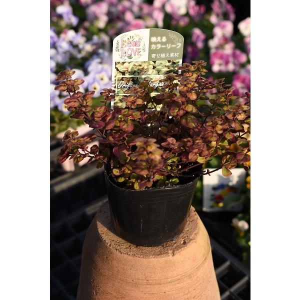 オレガノ 苗の人気商品 通販 価格比較 価格 Com