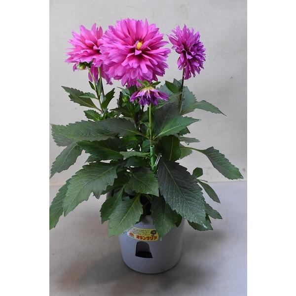 ダリア 鉢 農業資材 ガーデニング用品の通販 価格比較 価格 Com
