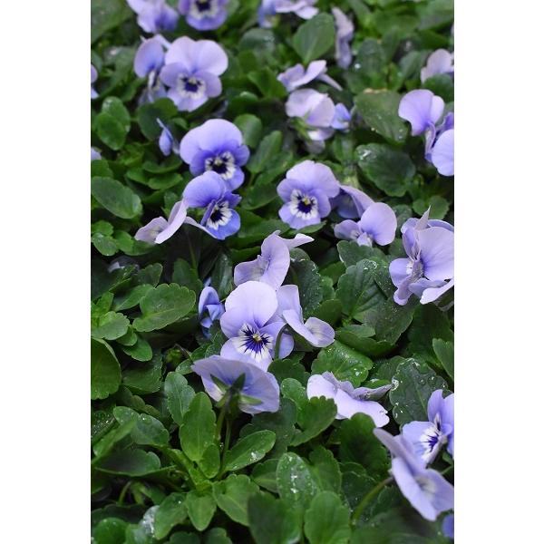 苗 ビオラの人気商品 通販 価格比較 価格 Com