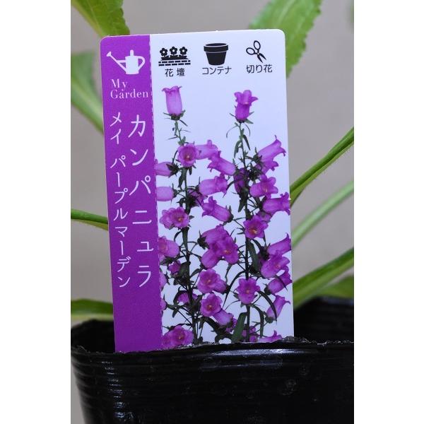 カンパニュラ 農業資材 ガーデニング用品の通販 価格比較 価格 Com