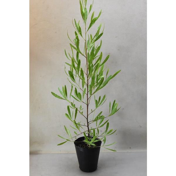 植木 盆栽 ドドナエアの人気商品 通販 価格比較 価格 Com