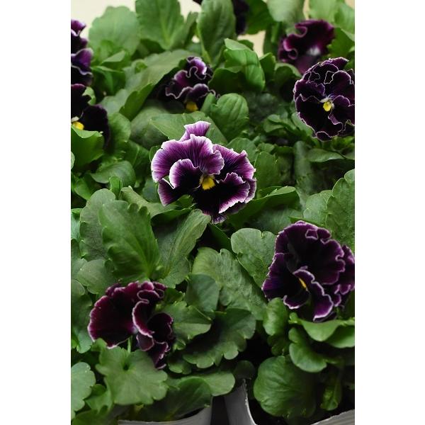 フリル咲きパンジー 絵になるスミレ ミュール 苗 3 5号ポット 4773 金井園芸 通販 Yahoo ショッピング