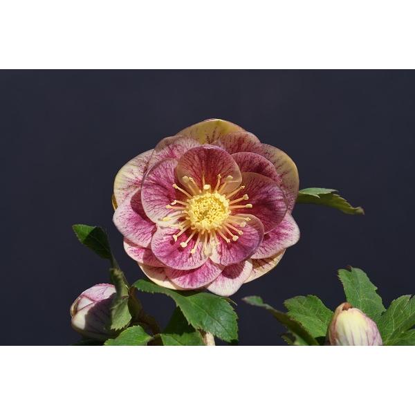 クリスマスローズ開花株 Ddレッドグラデーションゴールド 358 現品限り 5169 金井園芸 通販 Yahoo ショッピング