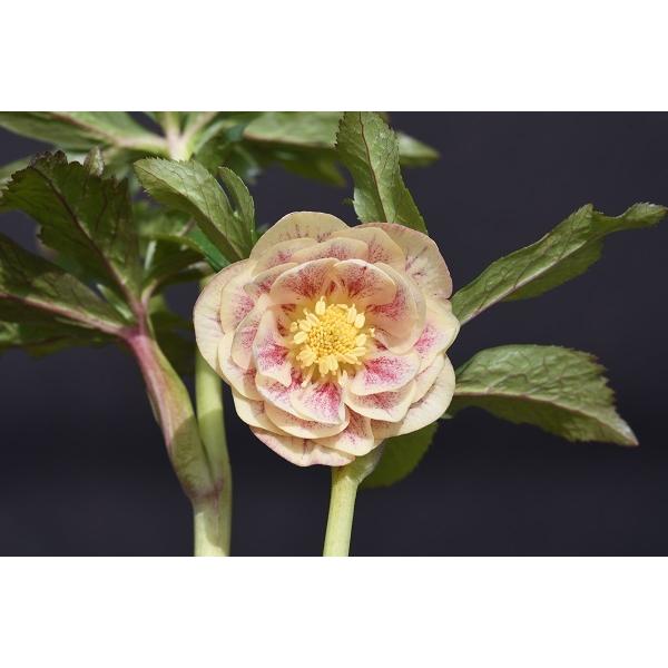 クリスマスローズ開花株 Ddゴールドスプラッシュ 497 現品限り 5296 金井園芸 通販 Yahoo ショッピング