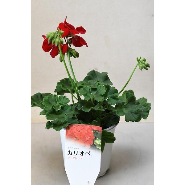 ゼラニウム 苗の人気商品 通販 価格比較 価格 Com