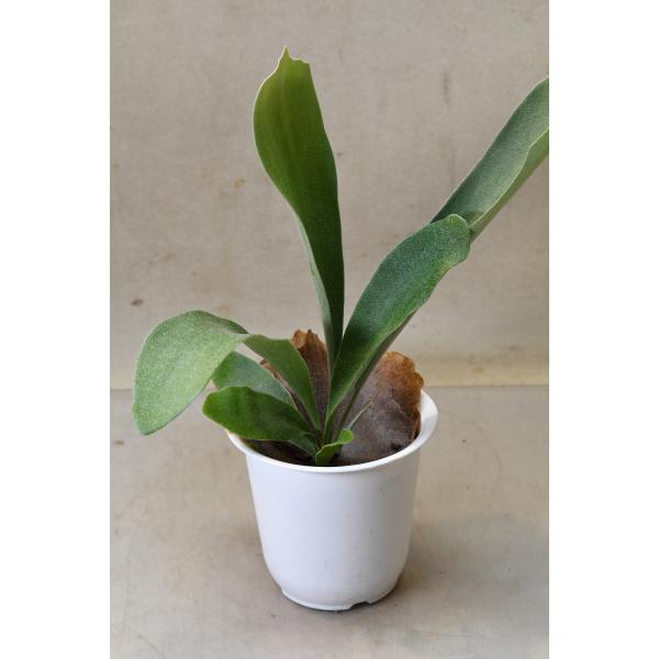 プラティセリウム ビフルカツム 4号ポット 観葉植物 : 金井園芸 - 通販