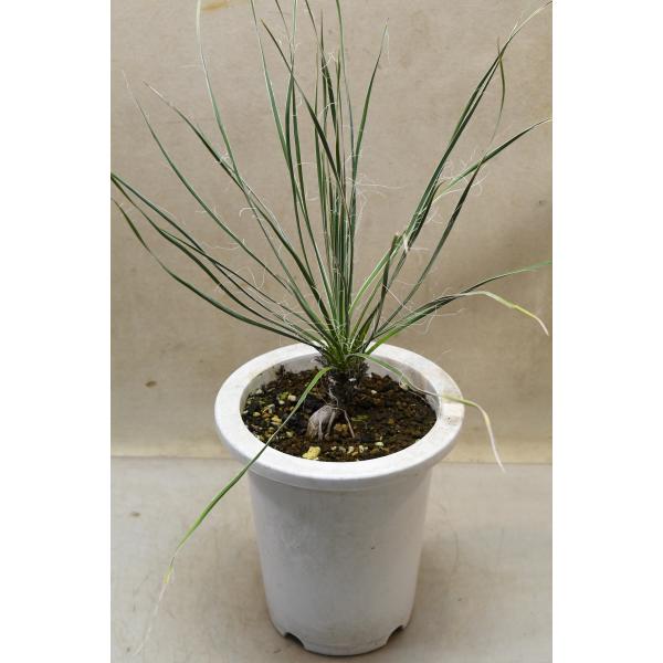 ユッカ エラータ 6号鉢 観葉植物 : 金井園芸 - 通販 - Yahoo!ショッピング