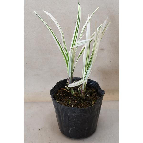 シルバードラゴンは白い斑の入ったヤブランです。涼し気でシャープな印象がある常緑多年草で、暑さ寒さにも強く栽培しやすい植物です。屋外育成苗のため、葉に傷があります。10.5cmポリポット