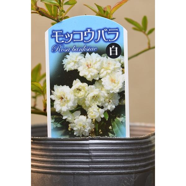 八重咲モッコウバラ 白花 3.5号ポット 花木