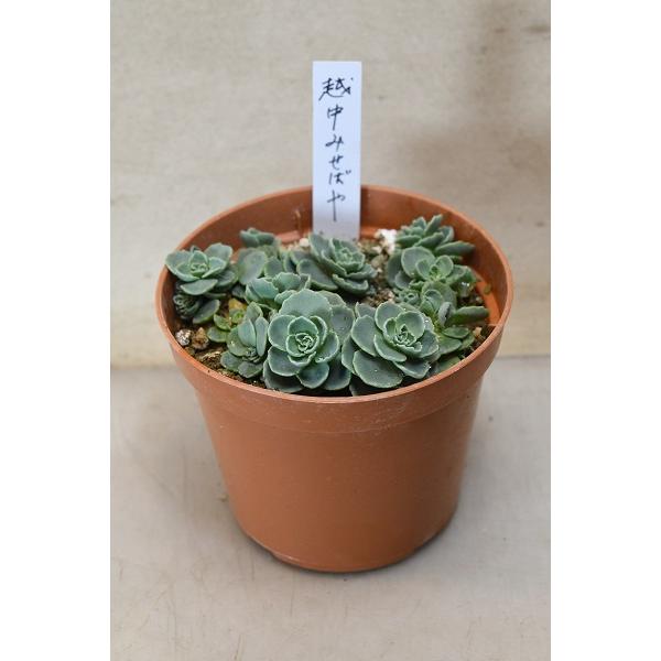 越中ミセバヤ 3.5号ポット 多肉植物 : 金井園芸 - 通販 - Yahoo 越中ミセバヤ 3.5号ポット 多肉植物 : 金井園芸 - 通販 - Yahoo