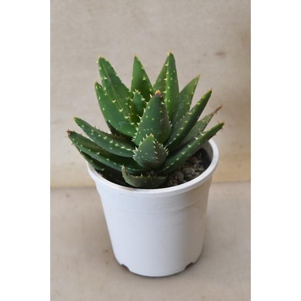 コンパクトで厚みのある葉がロゼット状に付くアロエです。草丈約15cm　10.5ｃｍプラ鉢