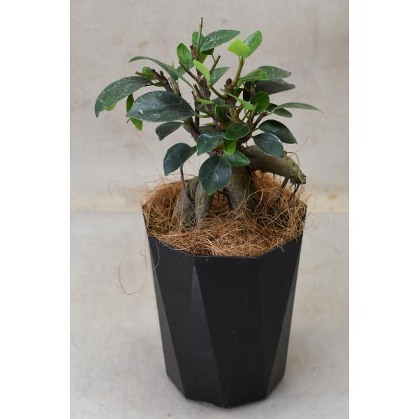 ぷっくりとした幹が特徴の定番の観葉植物です。樹高約10cm　12cmプラ鉢