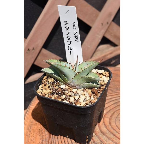 やや青みを帯びた葉と白っぽいトゲを持つ品種です。草丈約4cm　株の幅約8cm　9cmプラポット