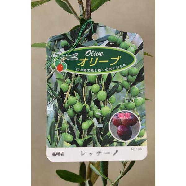 オリーブレッチーノは独特の樹形と緑の葉が美しい品種です。完熟した実は美しい紫色になり、パスタや肉料理などに利用できます。樹高約55cm　13.5ｃｍポリポット