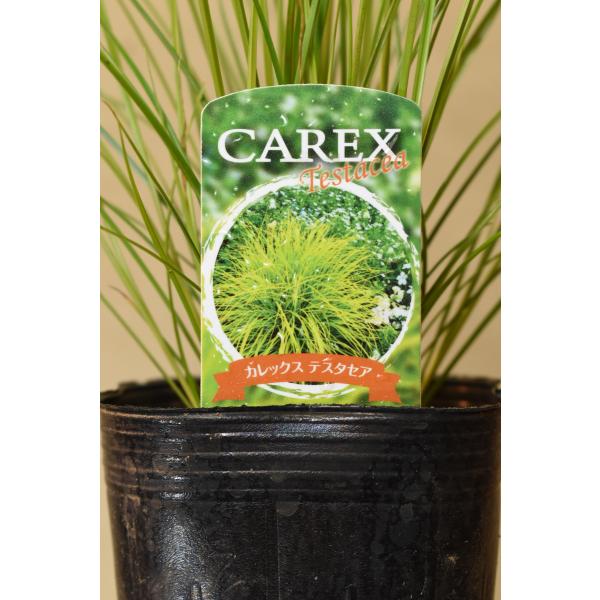 暑さ寒さにも強く栽培しやすいグラスです。土質はあまりこだわりませんが、やや乾いた土壌を好みます。枯れ葉をとる程度の植えっぱなしで問題なく生育します。夏場に極度の乾燥などにあうと葉先が枯れる場合があります。大株になったら春の新芽の出始めたこと...