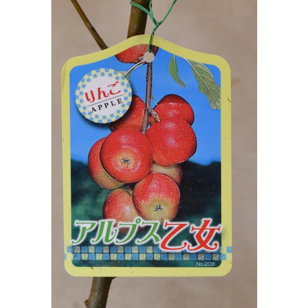 リンゴ　アルプス乙女は直径5cm程度の小さな実がなるミニリンゴです。甘味と適度な酸味があり、食味も良く人気がある品種です。1本でも実がなりますが、授粉樹となる品種を植えたほうが実付きが良くなります。紅玉、津軽、シナノスイート、秋映、世界一な...