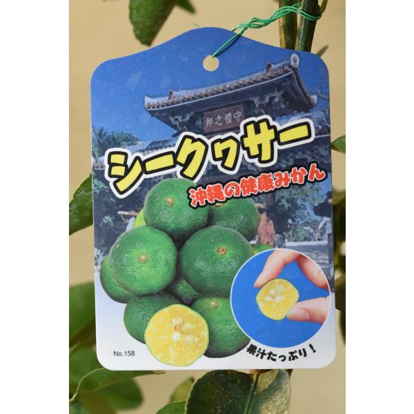 シークワーサーは沖縄などで栽培される柑橘類です。強い酸味や香りがあり、ユズやカボス、スダチと同じ香酸柑橘類です。料理の香り付けなどに利用されます。15cmポリポット