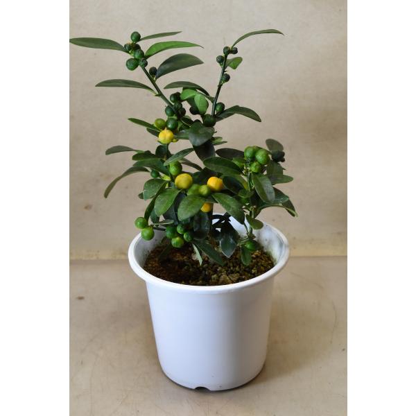 金豆は直径1cm程度の小さな実が付く、金柑の矮性品種です。盆栽などに利用されることが多い植物です。樹高約20cm　13.5プラ鉢