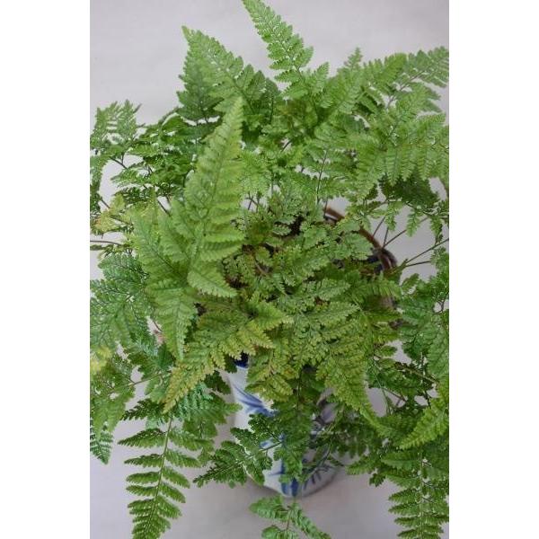 トキワシノブ 長陶器鉢 山野草 シダ 盆栽 Www Donabeija Pt