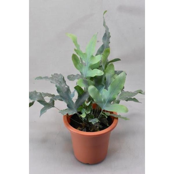 ポリポジウム ブルースター ４号 観葉植物 シダ Buyee Buyee 提供一站式最全面最專業現地yahoo Japan拍賣代bid代拍代購服務 Bot Online