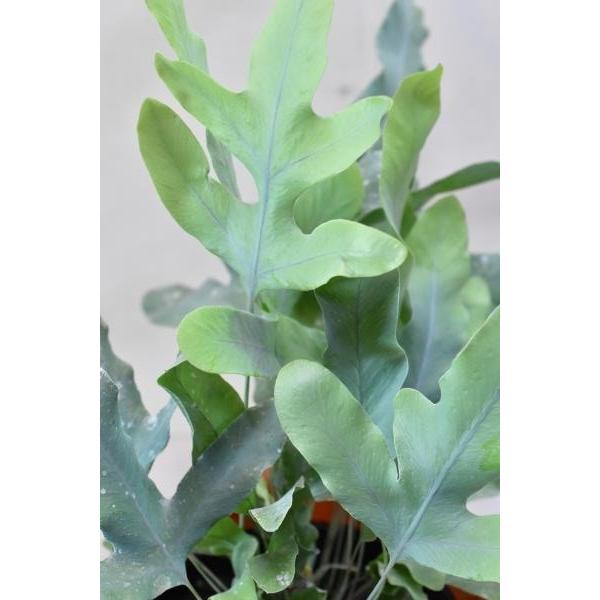 ポリポジウム ブルースター ４号 観葉植物 シダ Buyee Buyee 提供一站式最全面最專業現地yahoo Japan拍賣代bid代拍代購服務 Bot Online