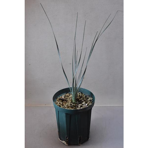 ダシリリオン テキサナム 4号鉢 観葉植物 リュウゼツラン :C-231:金井園芸 - 通販 - Yahoo!ショッピング ダシリリオン テキサナム 4号鉢 観葉植物 リュウゼツラン :C-231:金井園芸 - 通販 - Yahoo!ショッピング