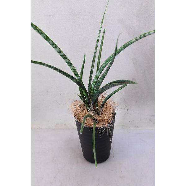 サンスベリア ファーンウッド 3 5号鉢 観葉植物 C 417 金井園芸 通販 Yahoo ショッピング