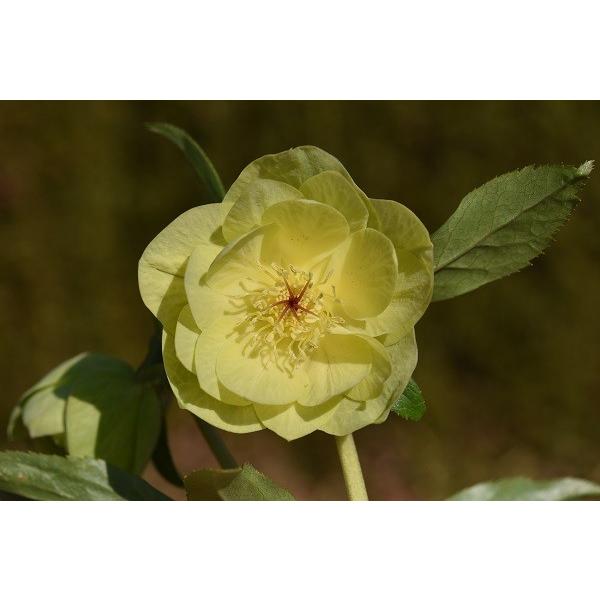 クリスマスローズ開花株 Dd芳香性フレグランスグリーンゴールドメロン 324 現品限り C 984 金井園芸 通販 Yahoo ショッピング