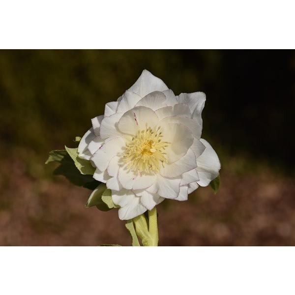 クリスマスローズ開花株 Ddホワイトゴールド 348 現品限り Khabarbani Com