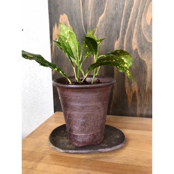 朝顔 鉢 Diy 工具の人気商品 通販 価格比較 価格 Com