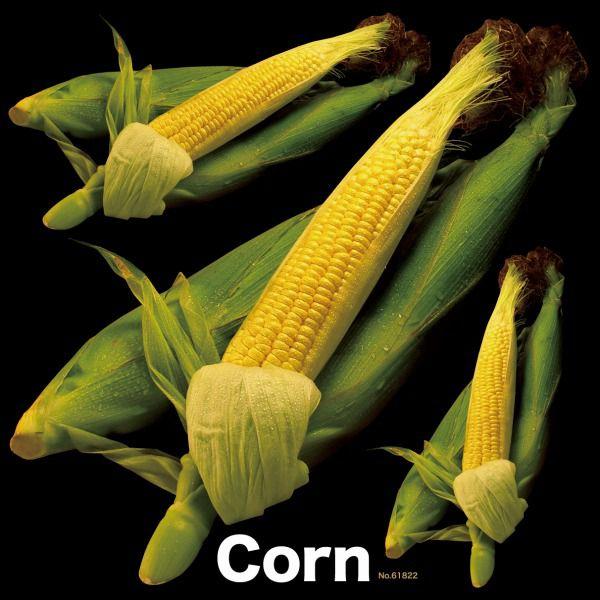 シール 野菜 とうもろこし 写真 装飾 デコレーション チョークアート 窓 黒板 看板 ステッカー 最低購入数量3枚 Tsn 612 看板ショップ 通販 Yahoo ショッピング