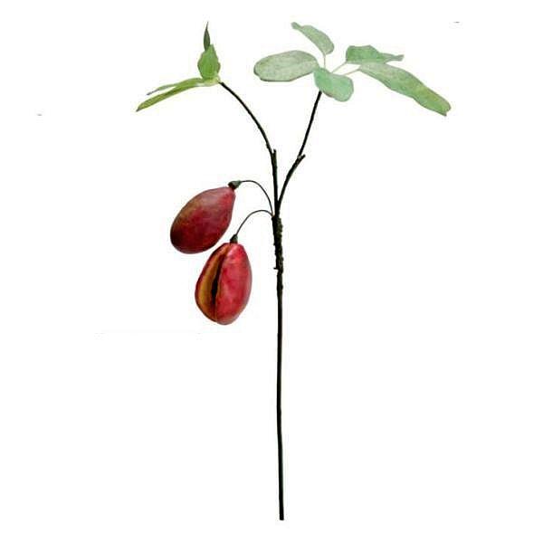 あけびの造花小枝。秋のディスプレイ、フラワーアレンジなどに。全長：約37cm実：約5,4cm　2個付※茎を丸めて梱包する場合がございます。あらかじめご了承ください。