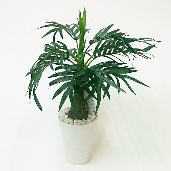 光触媒 パームツリー 観葉植物 ヤシ アレカ・フェニックス・パーム