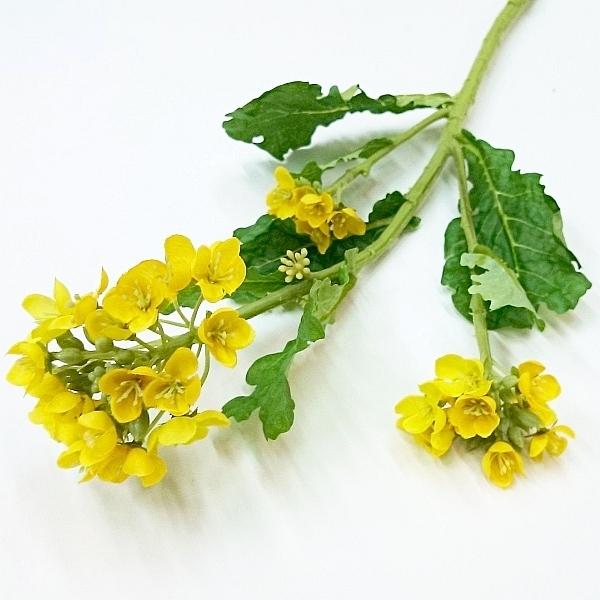 【未使用品】菜の花 なのはな 造花 50本セット (100本以上購入可♪) 東京堂 造花 ガーデン菜の花 小 FM3188 イエロー 1本（ご注文単位1本
