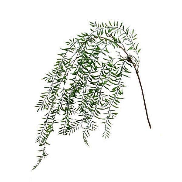 柳の造花・人工観葉植物。全長：約85cm（真っすぐ伸ばした状態）下から枝分かれまでの長さ：約18cm葉は軟質のプラスチック製です。※茎を曲げて梱包する場合がございます。あらかじめご了承下さい。※大きいサイズも販売しております。造花 人工観葉...