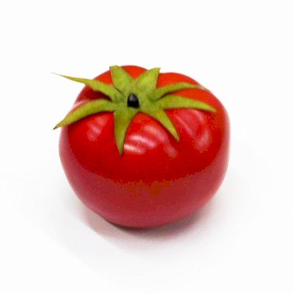 作り物のトマトです。実径：W 約7cm H 約5.5cm作り物 トマト フェイク トマト 食品サンプル 野菜