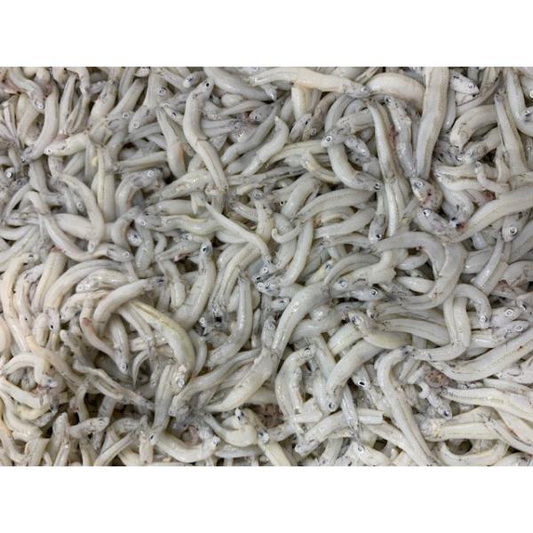 かまあげしらす１ｋｇ×２ 訳あり 大きいサイズ 愛知県篠島産