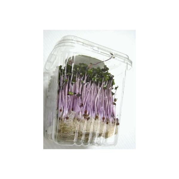 注目のスプラウト新芽野菜！しゃきしゃきした食感と控えめな風味だけでなく、サラダに色どりを加えてくれます。スプラウト（新芽野菜）の成分は、現在注目されています。