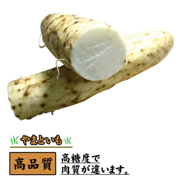 山芋さま購入 高糖度 やまいも 山芋 やまと芋 大和芋 1本 : 食品のネット