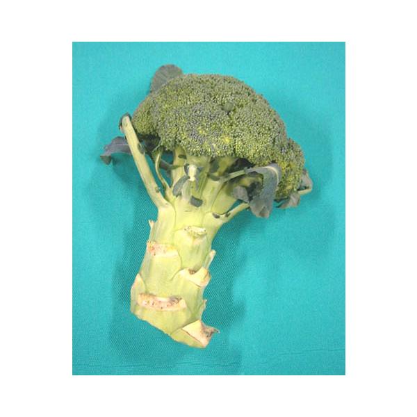 生産地は通年を通して変化しますが、常時国内産をお届け致します。１株約３００ｇ〜こだわり〜新鮮なものをより良い状態でお届けするため、希望日時にお届けできない場合がございます。冷凍商品との同梱はできません。サイズのご指定はできません。