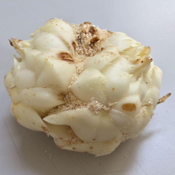 国産 ゆりね ユリ根 百合根 1個 : 食品のネットスーパー・さんきん