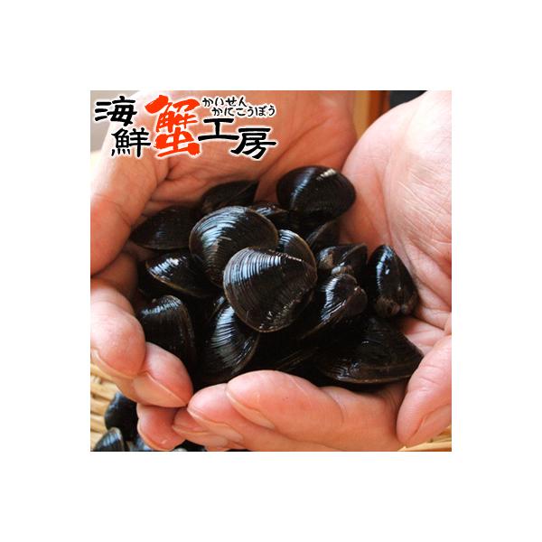 しじみ 500g しじみ 味噌汁 ギフト 北海道 網走湖産 砂抜き済 しじみ汁 お取り寄せ グルメ オホーツク 網走 プレゼント 誕生日祝 御祝 御礼 内祝 爆買