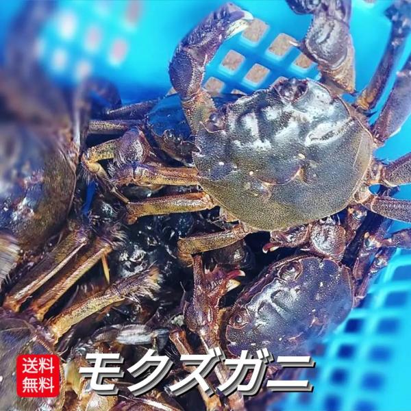 モクズガニ (ヤマタロウガニ, 上海蟹) 6キロ オス メス同数封入 モクズガニ (ヤマタロウガニ, 上海蟹) 6キロ オス メス同数封入