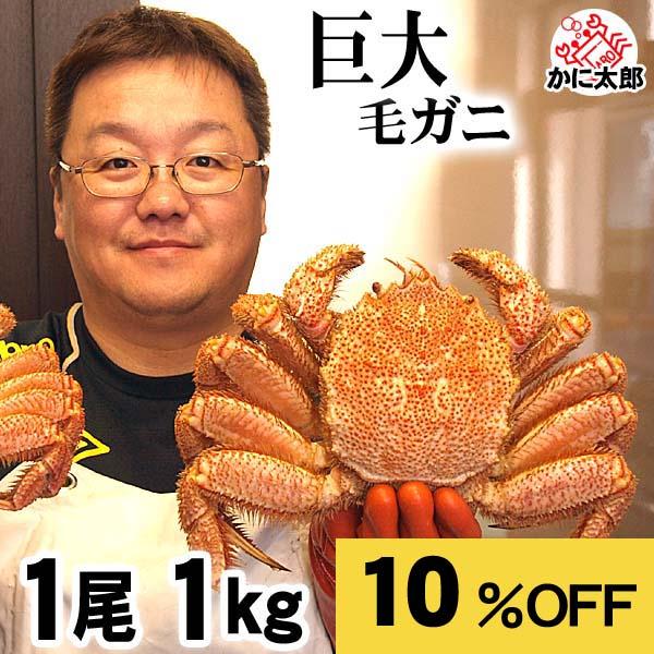 超特大な毛蟹 1kg 1尾入り ボイル冷凍 北海道オホーツク産の 超特大な毛蟹 1kg 1尾入り ボイル冷凍 北海道オホーツク産の