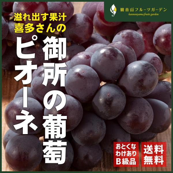 訳あり　種無しピオーネ　種無しブドウ　葡萄　ぶどう　ピオーネ 楽天市場】ピオーネ 御所の種無しぶどう 訳ありB級 ピオーネ 3房