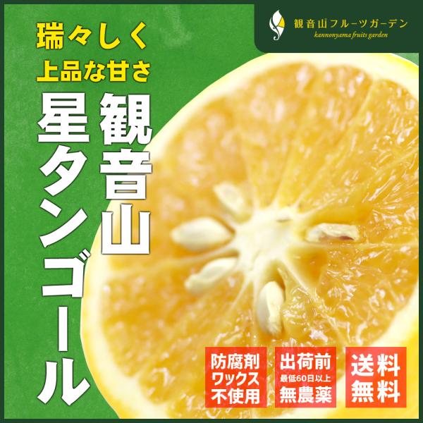 星タンゴール 10kg （A級B級混合） 清見オレンジの枝変わり種 和歌山県 
