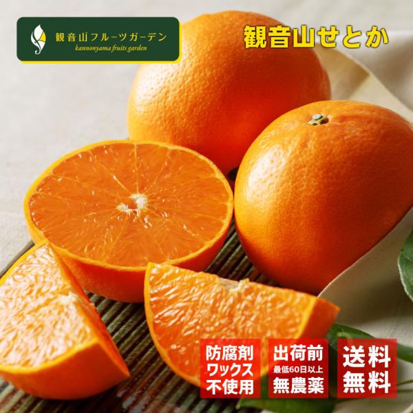 Aiai　紅ぷりせとか4kg+せとか2kgぐるりん Aiai様専用 紅ぷりせとか4kg+せとか2kgぐるりん