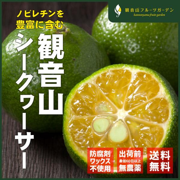 ✨シークヮーサー苗木レモンの横に、沢山の実付き♪✿✿✿✿✿♪ちむどんどん朝ドラ ✨シークヮーサー苗木レモンの横に蕾一杯✿✿✿✿✿♪ち