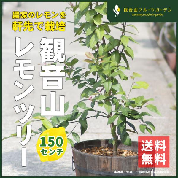 観音山レモンツリー150cm木製鉢入りの魅力と育て方